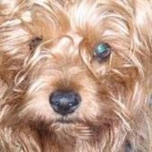 Meet your Posher, Dawn